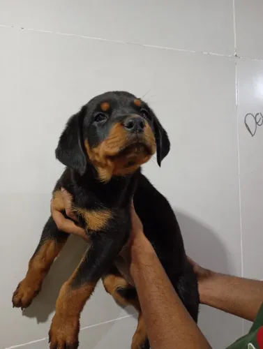 FILHOTES ROTTWEILER