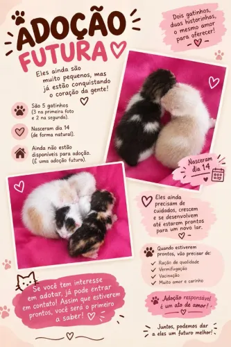 Adoção futura de gatinhos filhotes