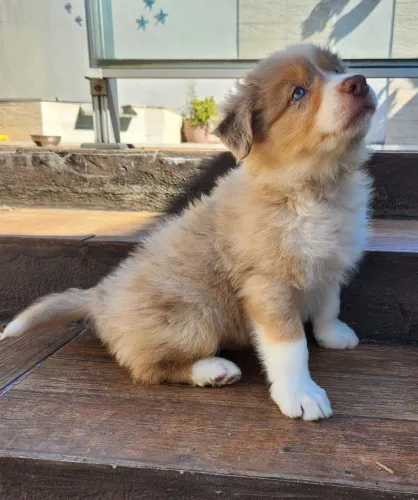 Border Collie Pedigree CBKC