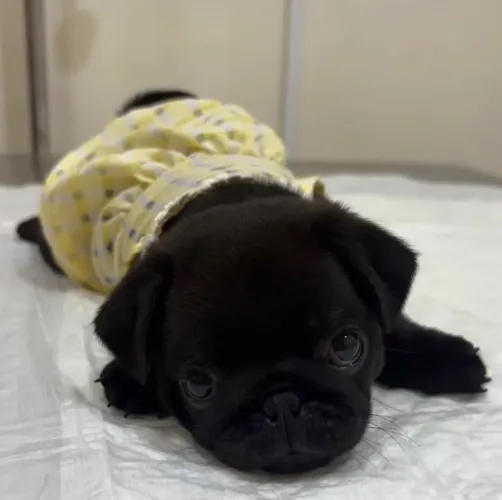 Pug preto Filhote