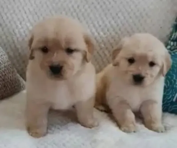 Golden Retriever Filhotes Vacinados e Vermifugados. 