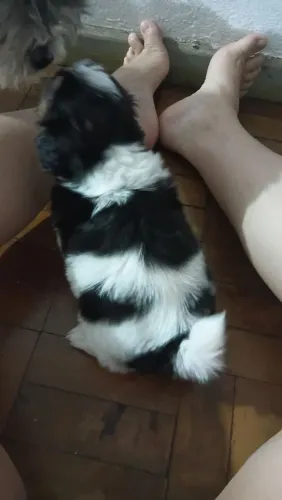 Shitzu Puppy (macho) branco e preto