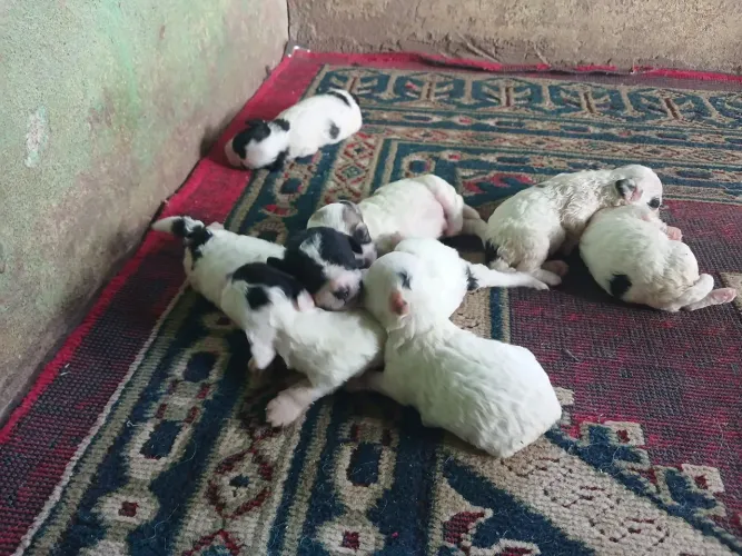 Vende-se filhote de Poodle ?