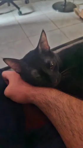 ADOÇÃO - URGENTE!!! Lindo gatinho!!!