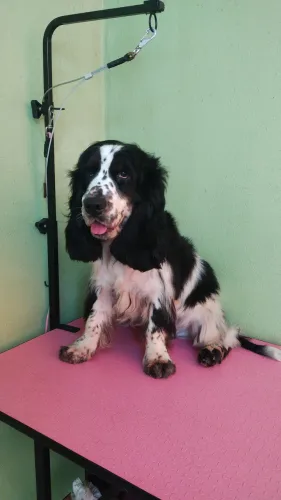 Cocker spaniel inglês
