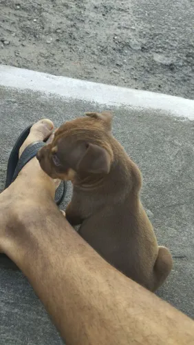 Cachorro ?