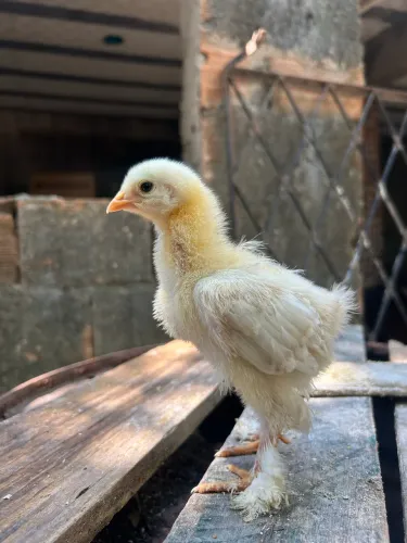 Pintinhos Brahma e cara de palhaço 