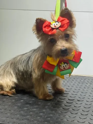 Doação Yorkshire!