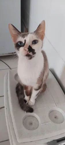 Doação de gatos
