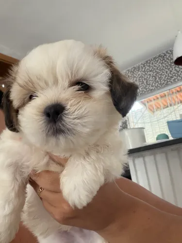 Vendo filhote de Ihasa Apso