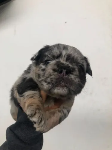 Bulldog Francês Macho - Lilac Tan Merle Fluffy com Pedigree