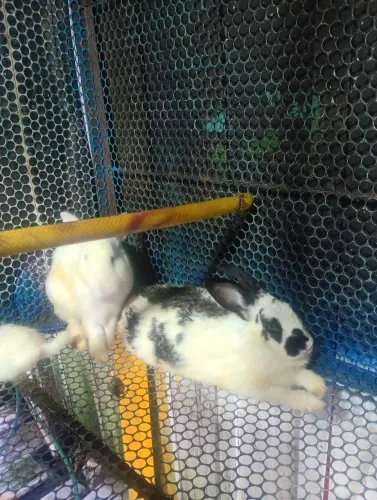 Estou vendendo um casal de coelho adulto
