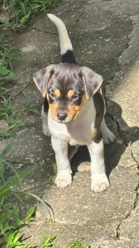 Fox paulistinha, Terrier Brasileiro