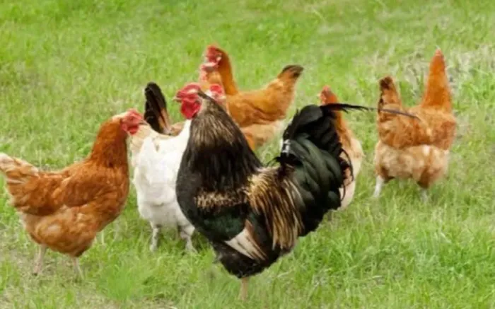 Galinhas caipira