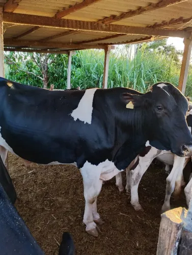 Touro e garota