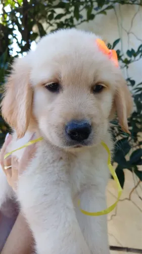 Fêmea Linda de Golden Retriever. vermifugados