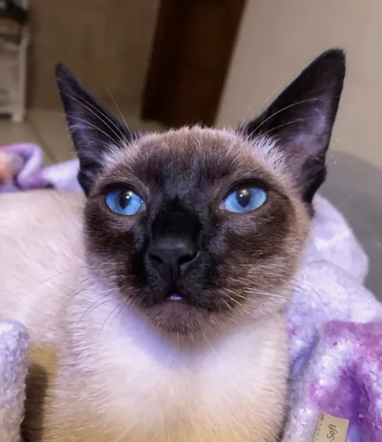 Gatinho Siamês jovem e super bonzinho procurando um lar!
