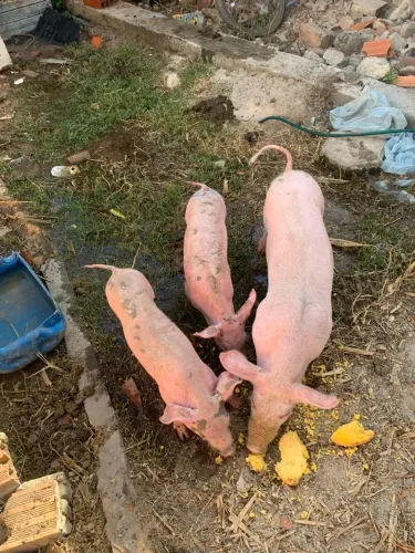 Vendo 2 leitoas 1 leitão novos