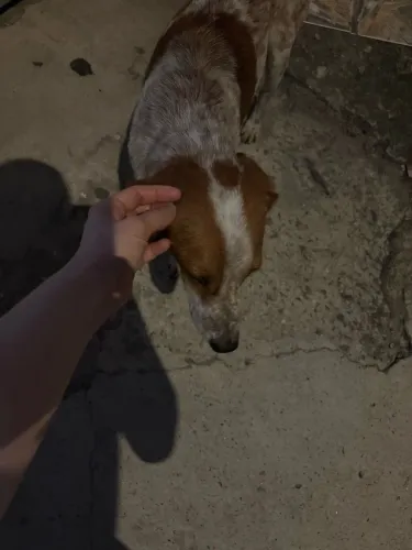 Doação cachorro