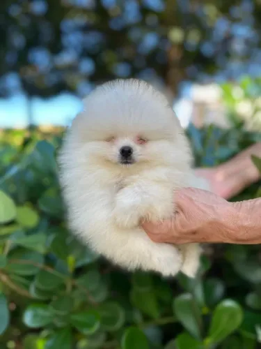 Incrível spitz macho