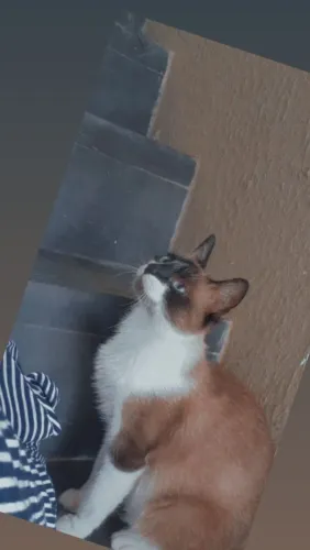 Gato