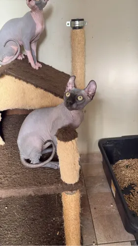 FILHOTE SPHYNX ELF BLACK - 4 MESES