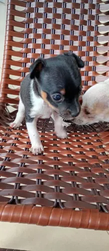 Vende se filhotes Pinscher