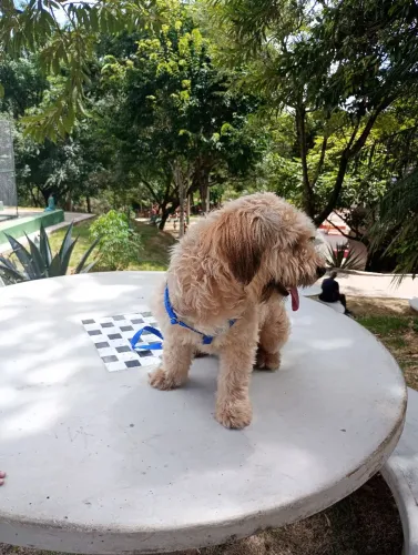 estou doando Shitzu macho 3 anos 