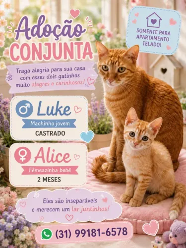 Doação Gatinhos