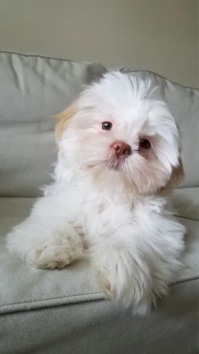 Filhotes De Shih Tzu - O Melhor Presente Tem Quatro Patas E Um Coração Gigante