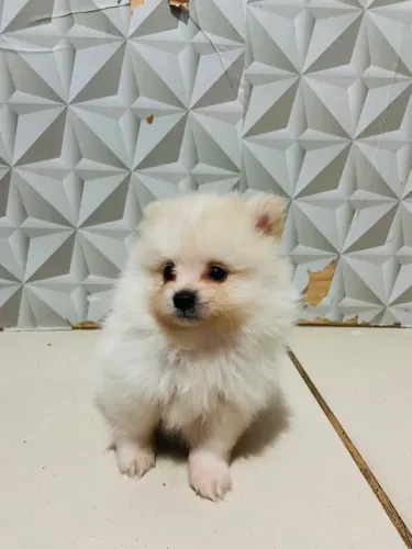 Bebês de Spitz Alemão