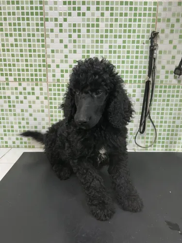 Filhote de poodle gigante macho