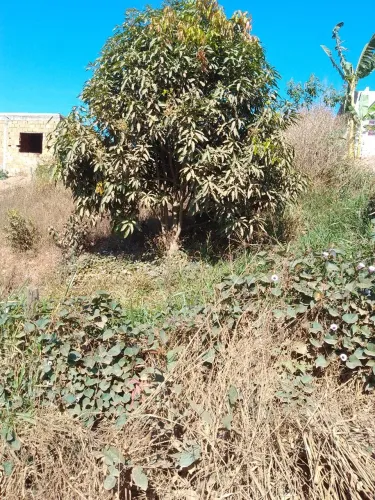 Lote