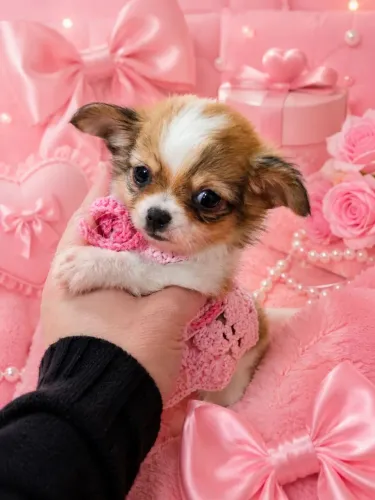 Fêmea de chihuahua 