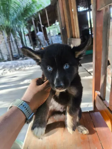 Pastor alemão com husky 