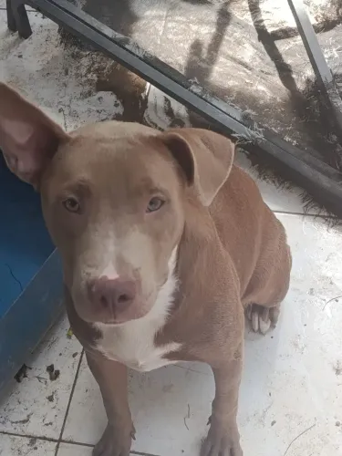 Estou doando está linda bebêzona 