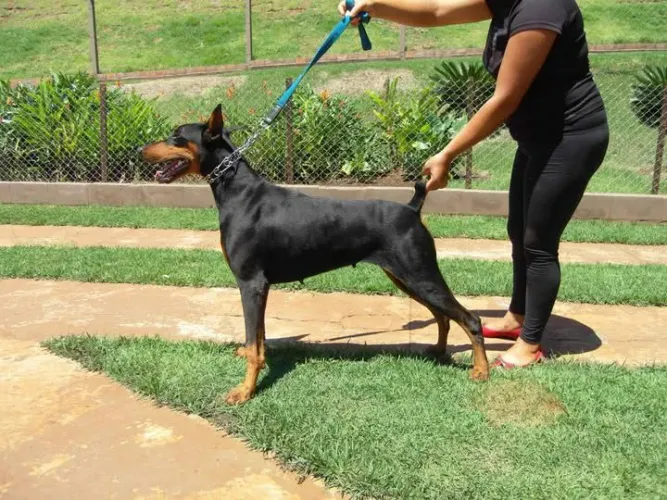 Filhotes de Dobermann