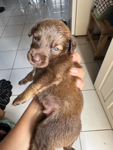 Cachorrinhos fofinhos precisando de um lar