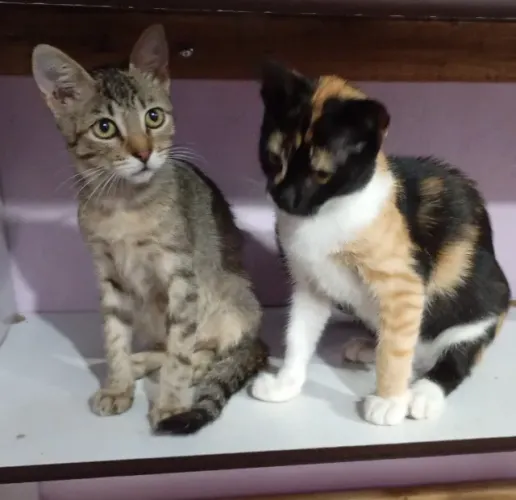 Duas Gatinhas para Doação Urgente