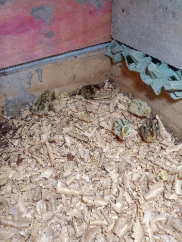 Codornas de 1 dia