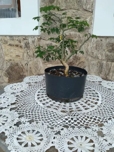 Pre Bonsai Pitheco de 1 Ano