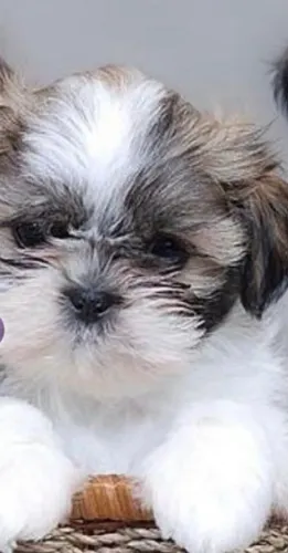 Shih tzu muito lindo