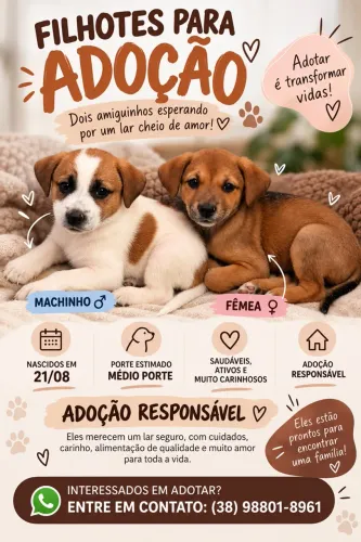 Filhote para adoção responsável
