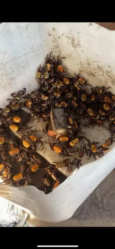 Vende-se caranguejo sal de qualidade