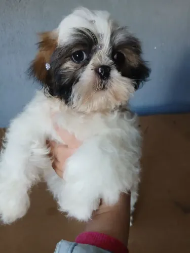 Shih tzu femea padrão 