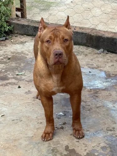 Pit monster