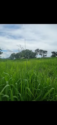Oportunidade Terra 40 alqueires a 35 mil o alqueire