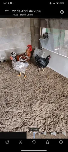 VENDO OVOS PINTINHOS DE GALINHA GSB SERTANEJA BALÃO NO EUSÉBIO