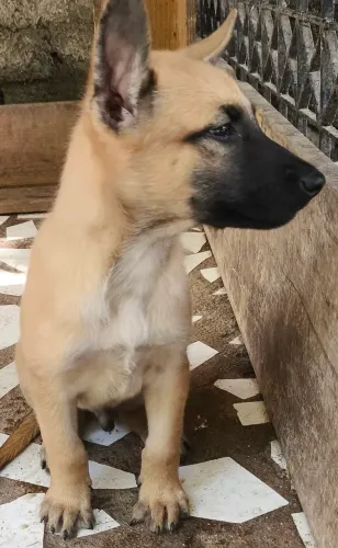 Pastor Belga Malinois