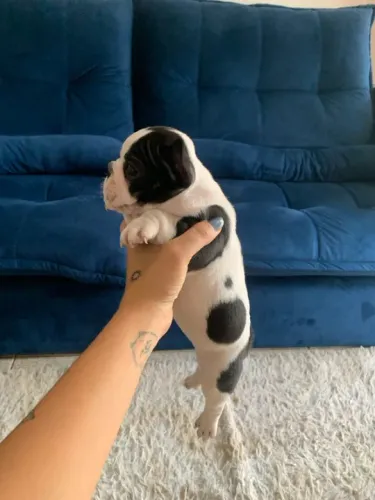 Bulldog francês macho e fêmea